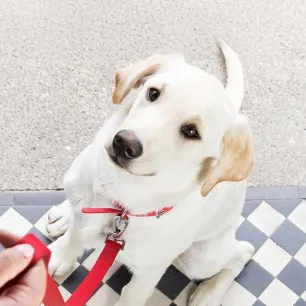 Puppy Training Advice and Tips