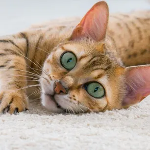 Reasons Why Cats Meow