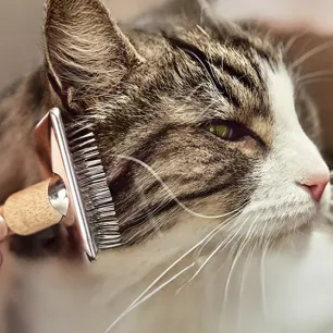 Simple Ways to Manage Cat Allergens at Home