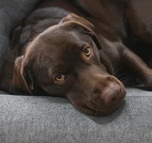 Addison's Disease in Dogs