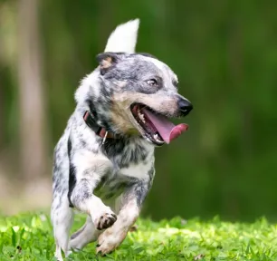 All About Dog Zoomies