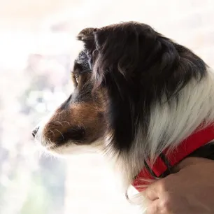 Alopecia in Dogs