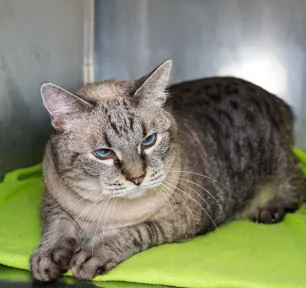 Arthritis in Cats