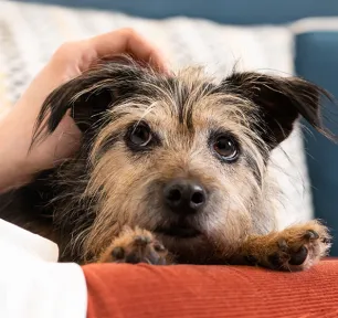 Arthritis in Dogs Symptoms and Treatment