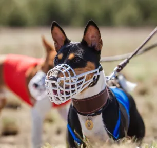 Benefits of Dog Muzzles and Muzzle Training