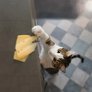 Can Cats Eat Cheese