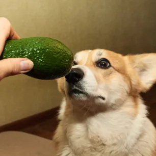 Can Dogs Eat Avocado
