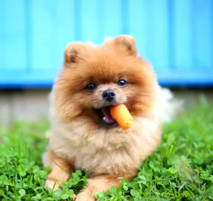 Can Dogs Eat Carrots
