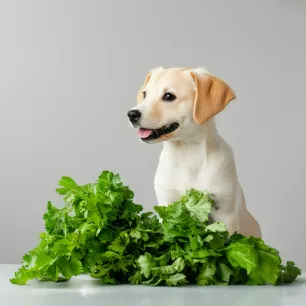 Can Dogs Eat Celery