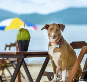 Can Dogs Eat Coconut?