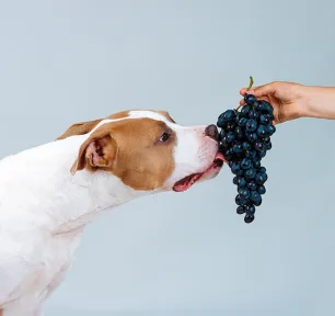 Can Dogs Eat Grapes