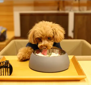 Can Dogs Eat Rice