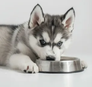 Can Dogs Eat Tuna?