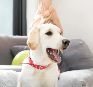 Caring for Puppy, Adult and Senior Dogs Teeth