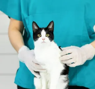 Cancer in Cats – Symptoms and Treatment