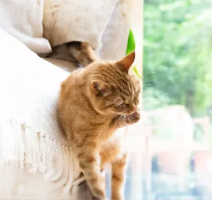 Cat Overgrooming: Causes and Treatment