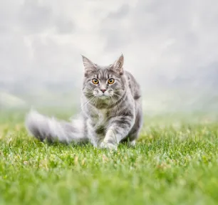 Cat Proofing Your Garden
