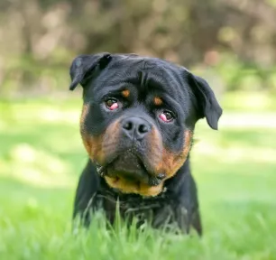 Cherry Eye in Dogs