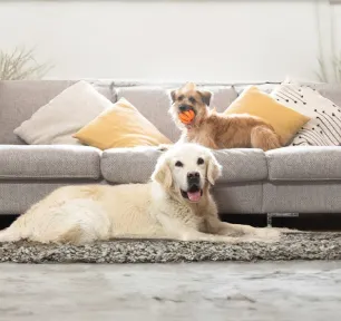 Coprophagia in Dogs