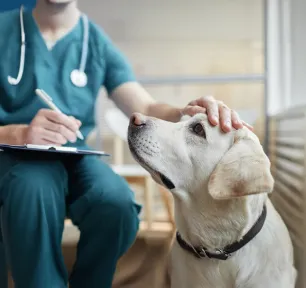 Dog Plaque: All You Need to Know