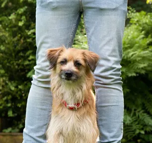 Enriching You and Your Dog’s Life