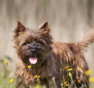 Famous Dogs throughout History
