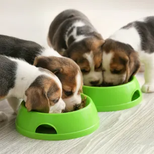 Feeding Your Puppy 