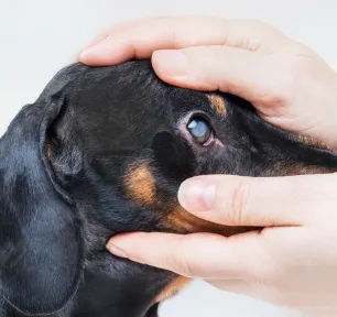 Glaucoma in Dogs