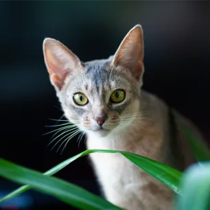 Harmful Substances and Poisonous Foods for Cats