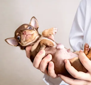 Hernias in Dogs: What You Need to Know