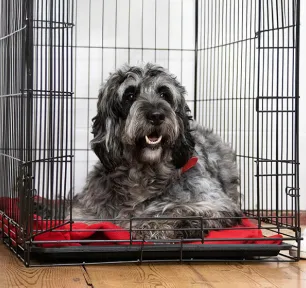 Hip Dysplasia in Dogs