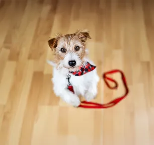 How to Stop Your Dog Begging