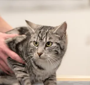 Hyperthyroidism in Cats
