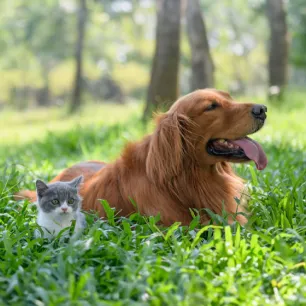 Introducing Your New Cat to Your Other Pets
