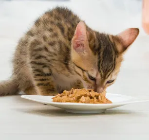 Kitten Teething Advice