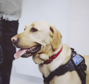 Military and Police Dogs