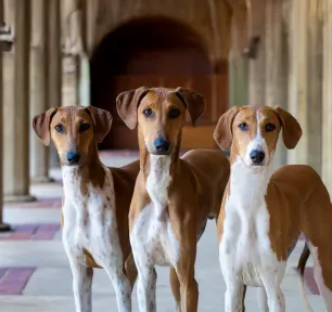 Rare Dog Breeds