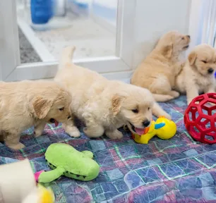 The Benefits of a Puppy Playpen