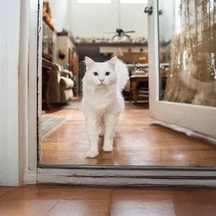 The Truth About Cat Allergens