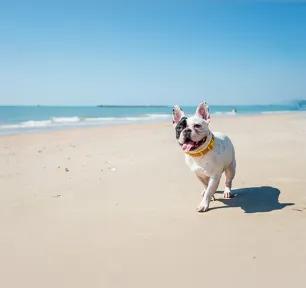 Tips for Going to the Beach with Your Dog
