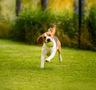 Toy Dogs: Everything You Need to Know