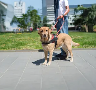 Types of Service Dogs and Their Jobs