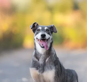What Do Dogs Need