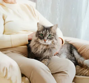 Why Adopt an Older Cat?