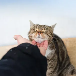 Why Do Cats Purr?