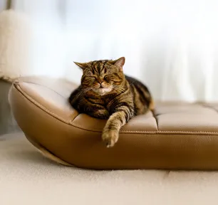 Why Do Cats Sleep So Much?