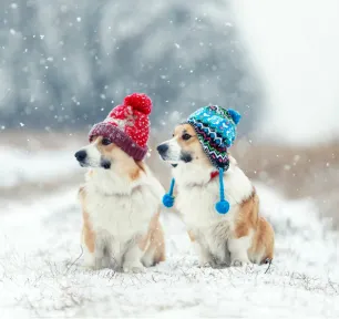 Hypothermia in Dogs: Symptoms and Treatment