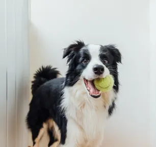 Indoor Dog Games Suggested by a Dog