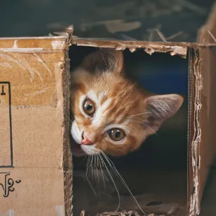 Mental Stimulation for Your Indoor Cat