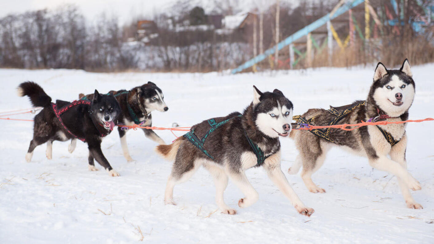 Alaskan Husky